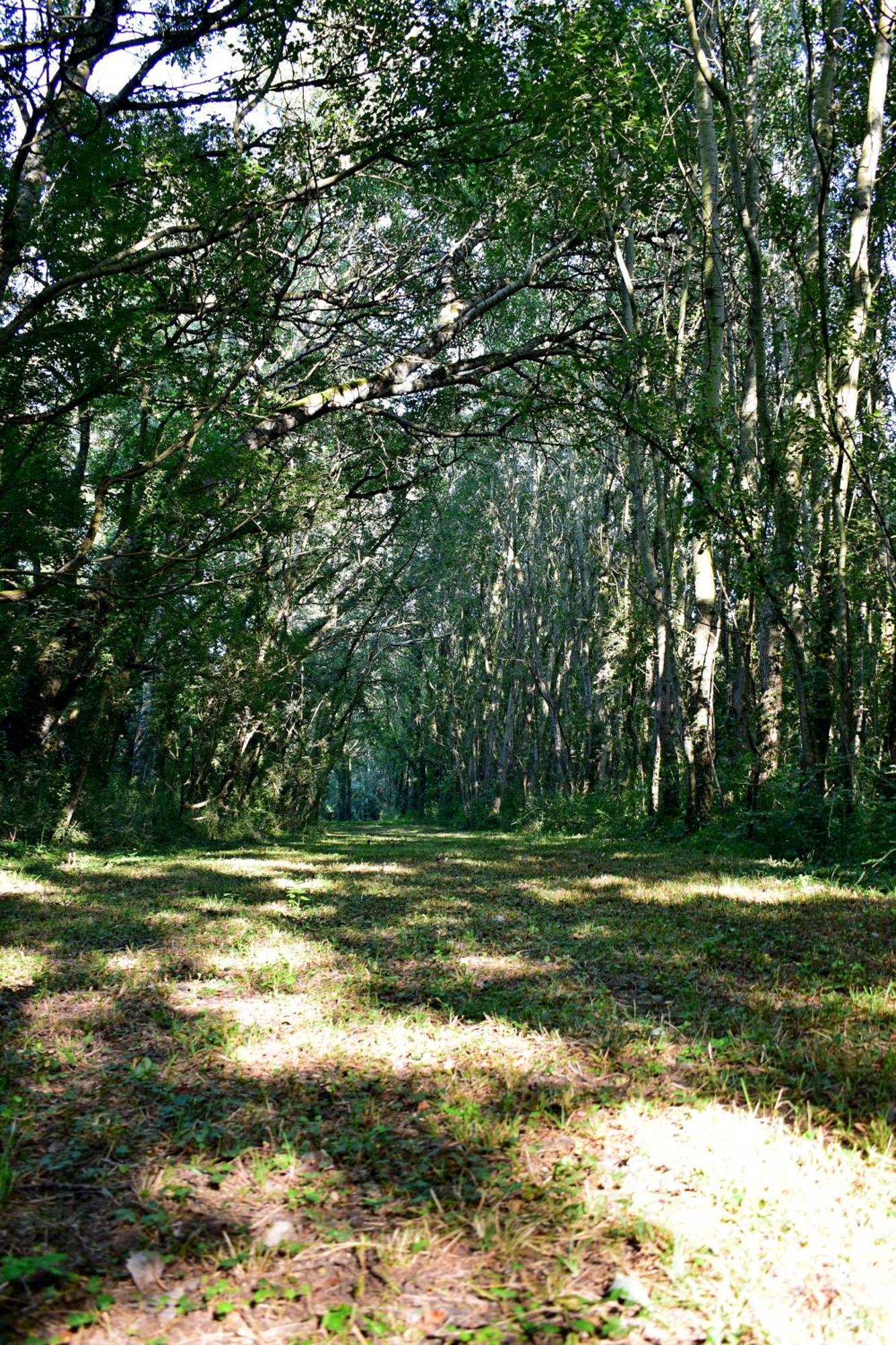 L'Oree Du Bois Gaubau Saint-Georges-sur-Layon エクステリア 写真